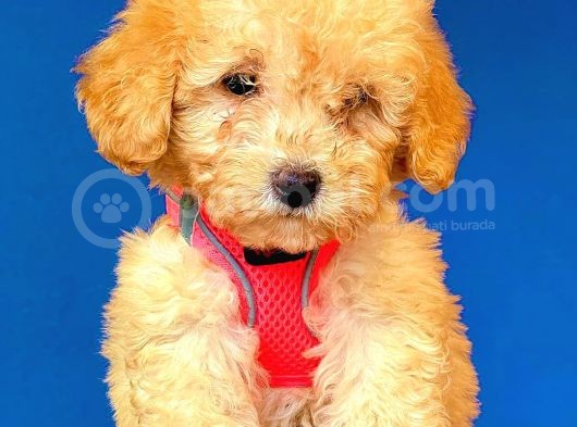 Toy Poodle Di̇şi̇ Safkan Yavrumuz görsel
