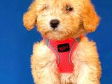 Toy Poodle Di̇şi̇ Safkan Yavrumuz