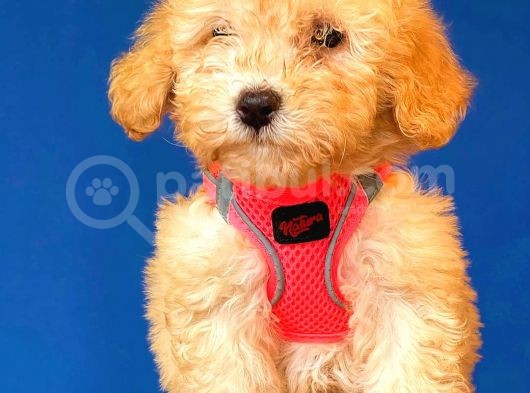 Toy Poodle Di̇şi̇ Safkan Yavrumuz görsel