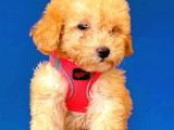 Toy Poodle Di̇şi̇ Safkan Yavrumuz