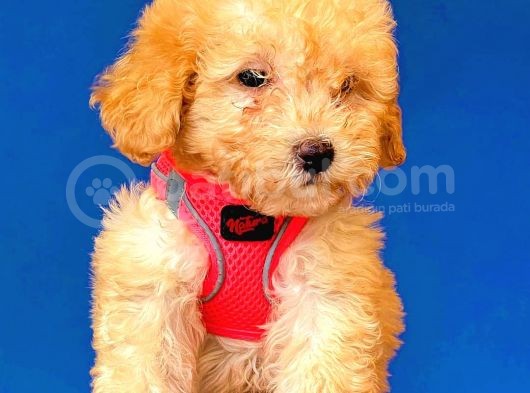 Toy Poodle Di̇şi̇ Safkan Yavrumuz