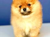 Portakal Kiz Orange  Pomerani̇an Boo