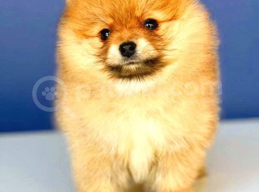 Portakal Kiz Orange  Pomerani̇an Boo görsel