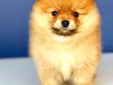 Portakal Kiz Orange  Pomerani̇an Boo