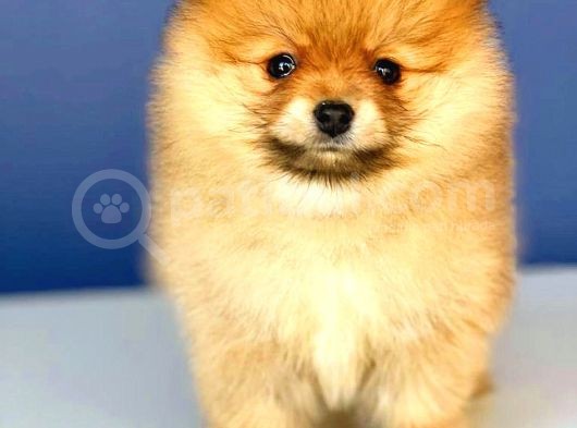 Portakal Kiz Orange  Pomerani̇an Boo