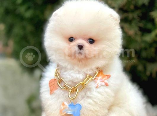 Safkan Teddy Surat Pomeranian Boo Yavrularımız