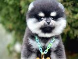 Safkan Teddy Surat Pomeranian Boo Yavrularımız