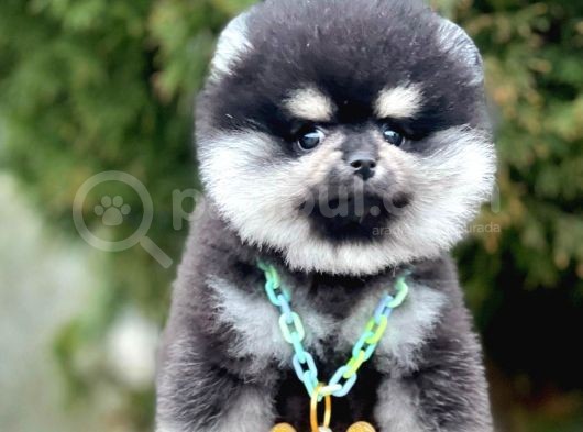 Safkan Teddy Surat Pomeranian Boo Yavrularımız görsel