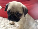 2 Aylık Safkan Pug Erkek