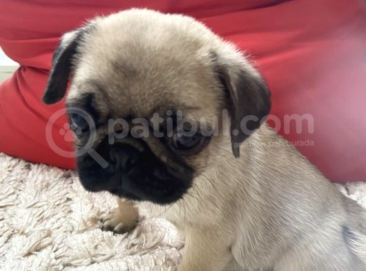 2 Aylık Safkan Pug Erkek görsel