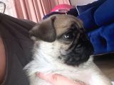 2 Aylık Safkan Pug Erkek