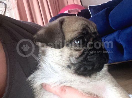 2 Aylık Safkan Pug Erkek görsel