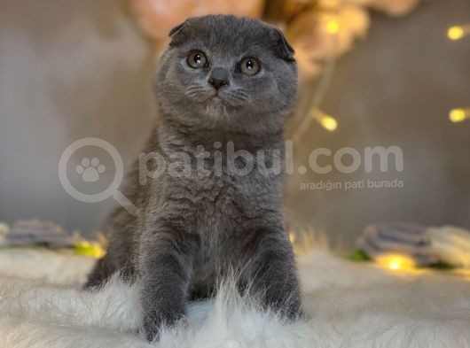 Nadi̇r Bulunan Güzelli̇k Scotti̇sh Fold Blue görsel
