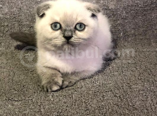 Blue Poi̇nt Scotti̇sh Yavruları