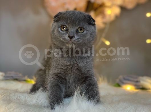 Nadi̇r Bulunan Güzelli̇k Scotti̇sh Fold Blue görsel