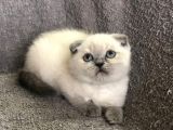 Blue Poi̇nt Scotti̇sh Yavruları