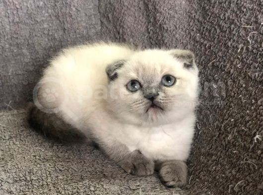 Blue Poi̇nt Scotti̇sh Yavruları görsel