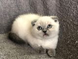 Blue Poi̇nt Scotti̇sh Yavruları