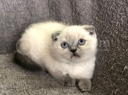 Blue Poi̇nt Scotti̇sh Yavruları görsel