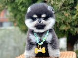 Safkan Teddy Surat Pomeranian Boo Yavrularımız