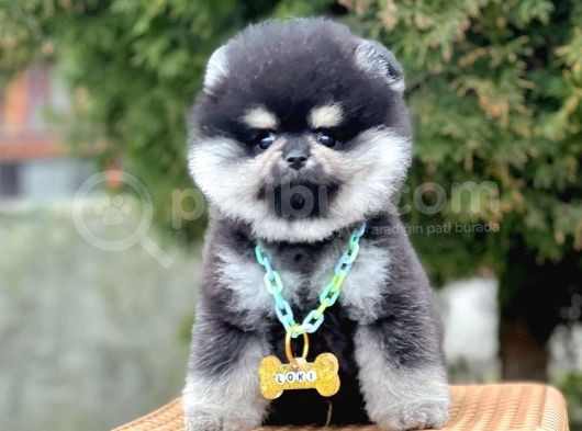 Safkan Teddy Surat Pomeranian Boo Yavrularımız görsel