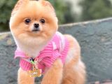 Safkan Teddy Surat Pomeranian Boo Yavrularımız