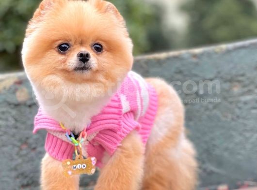 Safkan Teddy Surat Pomeranian Boo Yavrularımız görsel