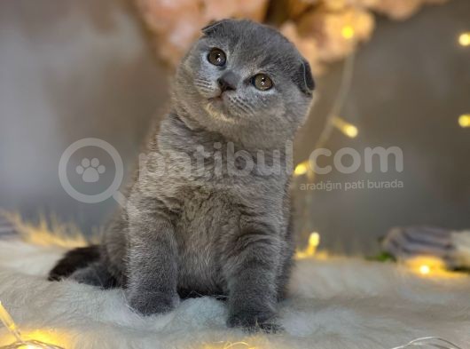 Muhteşem Kali̇te & Güzelli̇k Scotti̇sh Fold Blue görsel