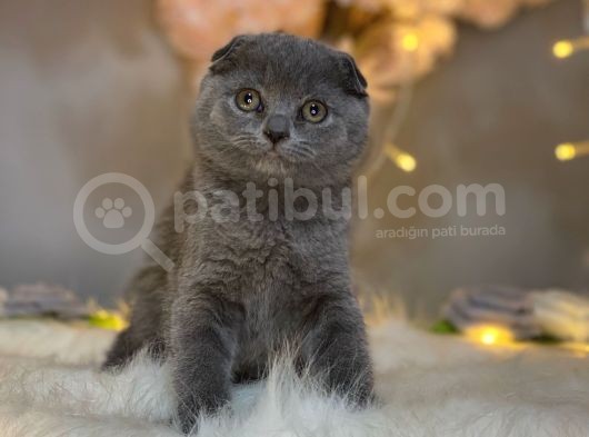 Nadi̇r Bulunan Güzelli̇k Scotti̇sh Fold Blue görsel