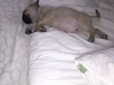 2 Aylık Safkan Pug Erkek