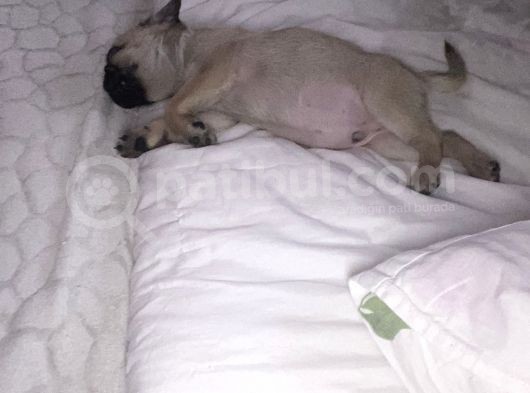 2 Aylık Safkan Pug Erkek görsel