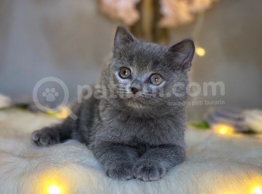 Show Kali̇te Bri̇ti̇sh Shorthai̇r Blue görsel