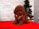 Safkan Toy Poodle Yavrularımız