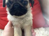 2 Aylık Safkan Pug Erkek