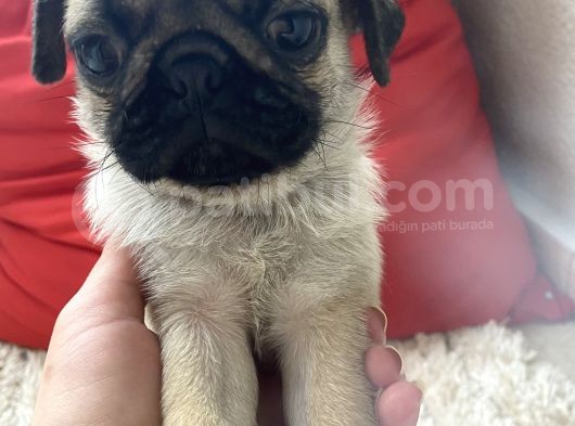 2 Aylık Safkan Pug Erkek