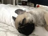 2 Aylık Safkan Pug Erkek