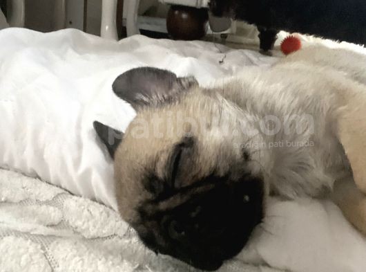 2 Aylık Safkan Pug Erkek görsel
