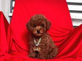 Safkan Toy Poodle Yavrularımız