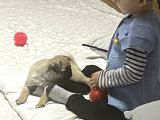2 Aylık Safkan Pug Erkek