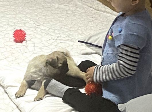 2 Aylık Safkan Pug Erkek görsel