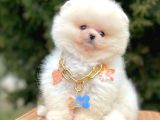 Safkan Teddy Surat Pomeranian Boo Yavrularımız
