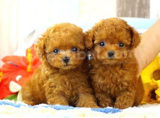 Safkan Red  Toy Poodle Yavrularimiz görsel