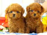 Safkan Red  Toy Poodle Yavrularimiz