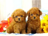 Safkan Red  Toy Poodle Yavrularimiz