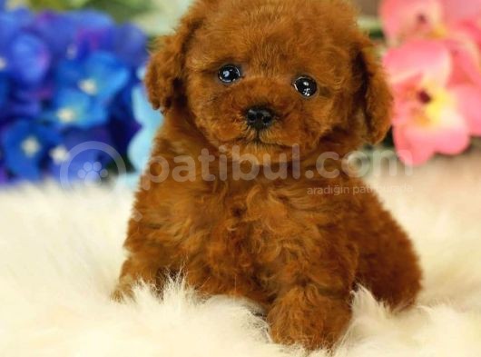Safkan Red  Toy Poodle Yavrularimiz görsel