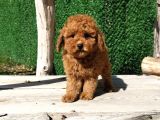 Çocuklarla Uyumlu Red Toy Poodle Yavrularimiz