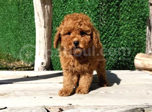 Çocuklarla Uyumlu Red Toy Poodle Yavrularimiz görsel