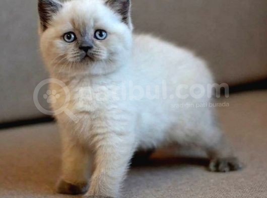 Safkan Bulur Poi̇nt