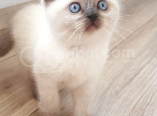 Safkan Bulur Poi̇nt görsel