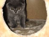 Safkan Oyunbaz Scottish Fold